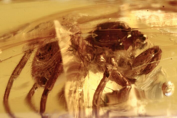 Detailed Fossil Jumping Spider (Salticidae) In Baltic Amber - Rare! #273312